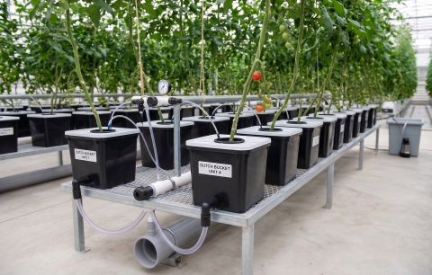 Dutch buckets, Satara - 400 buckets, Satara, Maharashtra