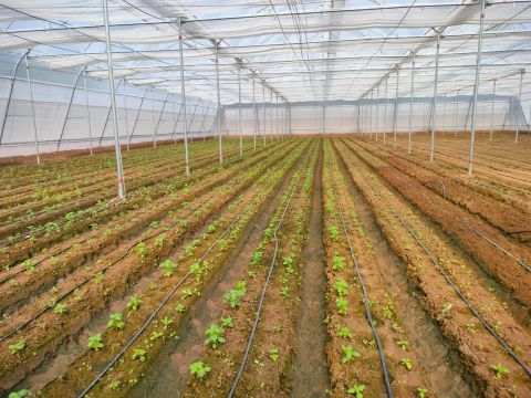 Naturally Ventilated Polyhouse — Greenz Biotech, India